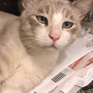 Meet your Posher, Julius